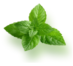 Hotel Tulsi leaf